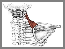 肩甲挙筋の図